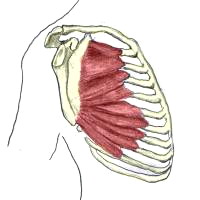 Serratus anterior