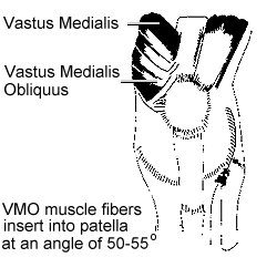 A t�rd bels� oldal�n helyezkedik el a vastus medialis �s VMO (bels� vaskosizom)
