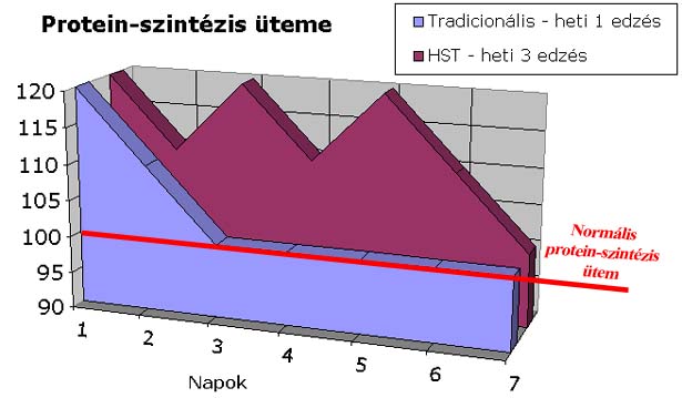 A protein-szint�zis �tem�nek sematikus �br�zol�sa.  Figyeld meg, hogy mennyivel t�bbet van a k�pzeletbeli 100-as alap szint�zis �tem felett a HST. A cs�csok az edz�snapok.