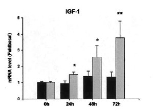 Az IGF-1 mRNS-�nek szintje jelent�s m�rt�kben az eg�sz vizsg�lt peri�dusban n�tt, ennek mechanizmusa jelenleg nem ismert