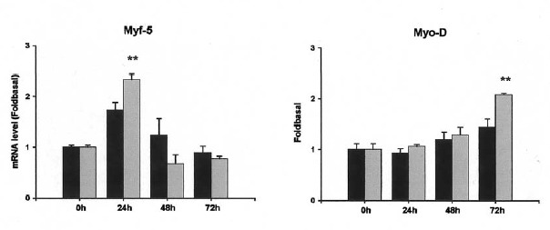 A Myf-5, Myo-D, Myogenin �s MRF-4 mRNS-�nek v�ltoz�sai kreatinnal kezelt (sz�rke oszlopok) �s kezeletlen (fekete oszlopok) C2C12 sejtteny�szetekben