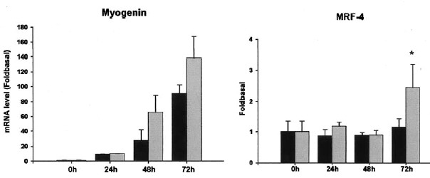 A Myf-5, Myo-D, Myogenin �s MRF-4 mRNS-�nek v�ltoz�sai kreatinnal kezelt (sz�rke oszlopok) �s kezeletlen (fekete oszlopok) C2C12 sejtteny�szetekben